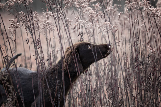Brown Flatcoated Retriever 