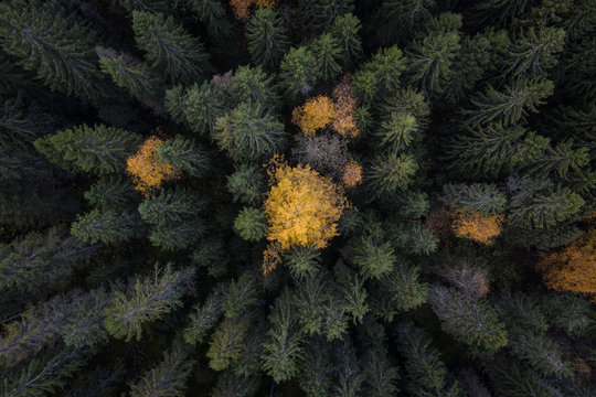 Fall trees seen from above