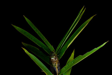 Cicadidae is the largest family of cicadas, with more than 3,000 species worldwide Cicada nymphs...