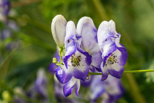 Wet purple and white aconite flowers or Aconitum napellus are on a green blurred background