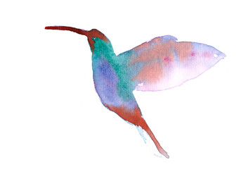 Watercolor illustration humming-bird flying, isolated on white background. Tropical colibri