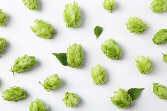 Flat lay composition with hop on white background, close up