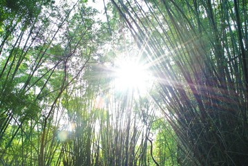 Fototapeta na wymiar Bamboo forest and evening sun,back light