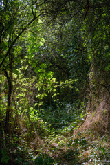 Obraz premium Rhön, Hessen, Niemcy