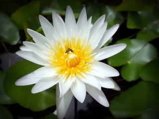 white water lily in pond