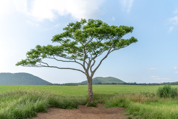 Obraz premium Alone tree on the green field
