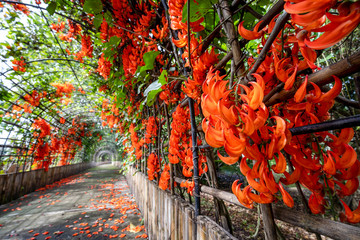 Bouquet of New Guinea Creeper, Red Jade Vine, Orange Flower in the garden