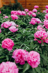 flowers peony pink outside garden bloomed