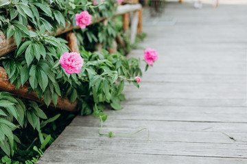 flowers peony pink outside garden bloomed