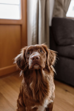 Wonderful brown purebred dog at home