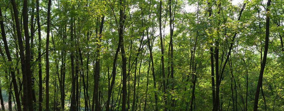 alberi in un bosco