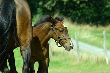 Obraz premium Pferde und Fohlen auf der Koppel auf dem Lande