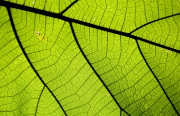 Naklejka na ściany i meble Close up on green leaf texture (background)