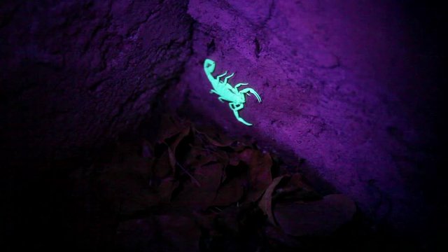 A scorpion, glowing under a black light on a paver at night, is sprayed with poison and grabbed with tongs for extermination.  The arachnid curls the tail in once sprayed with the scorpion spray.