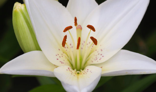 A Portrait of a White Lily Flower, Genus Lilium
