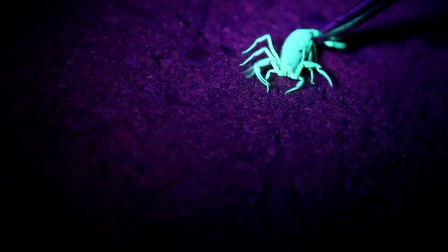 Scorpion under a black light pulls against a clamp that is trying to hold it still by the tail.  It is very active and trying to escape.  It looks like it is dancing.