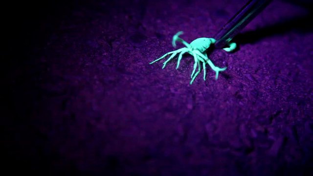 Scorpion under a black light being held by the tail with a long clamping instrument.  It moves a lot at the very beginning but mostly sits still with pinchers up and ready for attack.