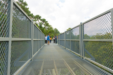 Obraz premium The Canopy Walkway at Queen Sirikit Botanic garden