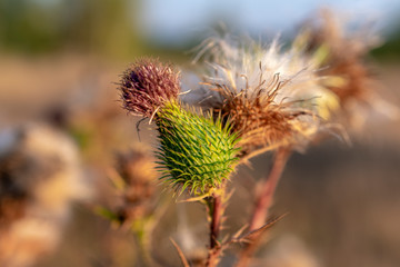 Fruits of a prickly meadow plant in the evening before sunset