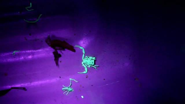 Small disoriented scorpion wanders around trying to sting whatever it can find.  The corpse of another scorpion lies close by.  They are in the process of being exterminated.  They are glowing under a