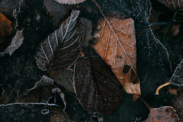 Autumn leaves background