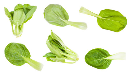 Fototapeta premium various roots and leaves of bok choy cabbage
