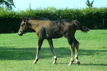 Obraz premium Pferde und Fohlen auf der Koppel auf dem Lande