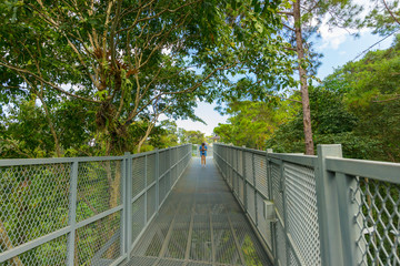 The Canopy Walkway at Queen Sirikit Botanic garden
