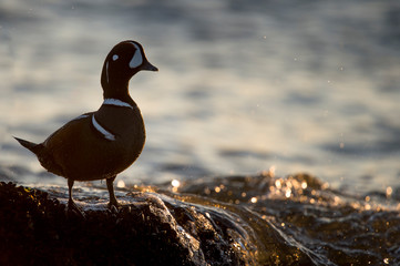 A male Harlequin Duck stands on a rock covered in mussels with water splashing over it.