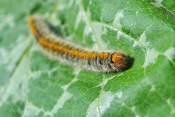 Lasiocampidae caterpillar crawling on green leaf blurry background