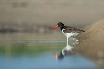 An American Oystercatcher stands in shallow water with its reflection on a sunny day.