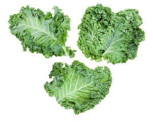 leaves of curly-leaf kale (leaf cabbage) isolated