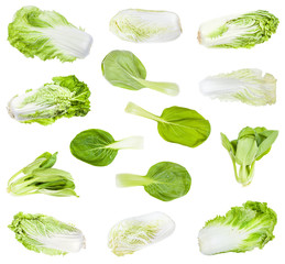 various chinese cabbages isolated on white