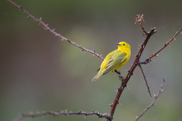 Yellow Warbler perched on a thorny branch with a smooth background.
