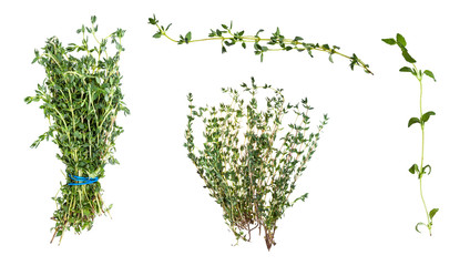 Obraz premium various bunches and twigs of fresh thyme herb