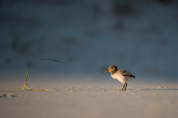 American Oystercatcher Chick on a sandy beach in the golden evening sunlight with a darker background.