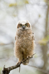 A Great-horned Owlet perched in a tree looks right ahead with big yellow eyes in soft overcast light.