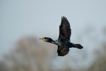A breeding plumage Double-crested Cormorant flies in the sunny sky with its dark wings spread.