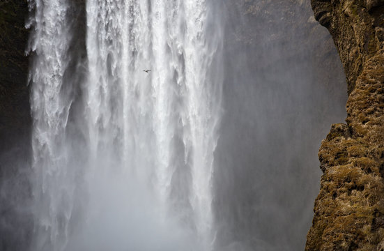 A bird flying in front of a waterfall.