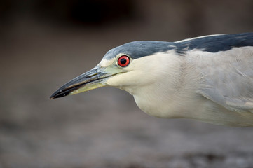 A Black-crowned Night Heron stalks the shallow water in search of food in soft light with its bright red eye standing out.