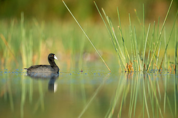 An American Coot swims among green aquatic grasses in the morning sun with its reflection in the calm water.