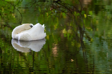 Majestätischer weißer Höckerschwan schwimmt einsam und anmutig auf einem Teich mit schöner...