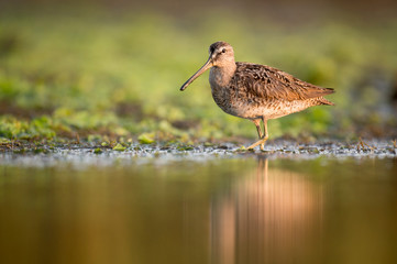 A Short-billed Dowitcher wades in the shallow water in the soft morning sunlight with its reflection.