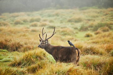 Crow perching on Axis Deer, Horton Plains National Park, Nuwara Eliya, Sri Lanka