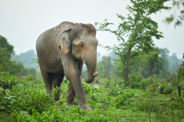 Portrait of Indian elephant with soil on his head, Udawalawe National Park, Sri Lanka