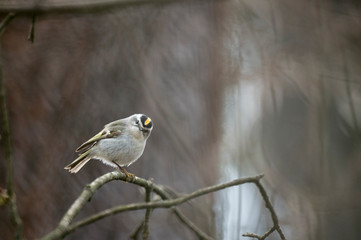 A perched Golden-crowned Kinglet in soft overcast light with a soft textured background.