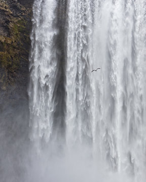 A bird flying in front of a waterfall.