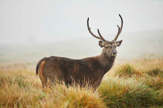 Portrait of Axis Deer, Horton Plains National Park, Nuwara Eliya, Sri Lanka