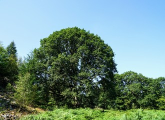 Fototapeta premium Large Oak Tree in a Pasture