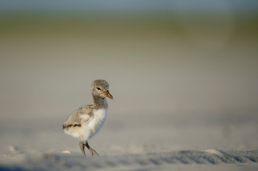 A small American Oystercatcher chick stands on a sandy beach in the bright sun with a smooth background.